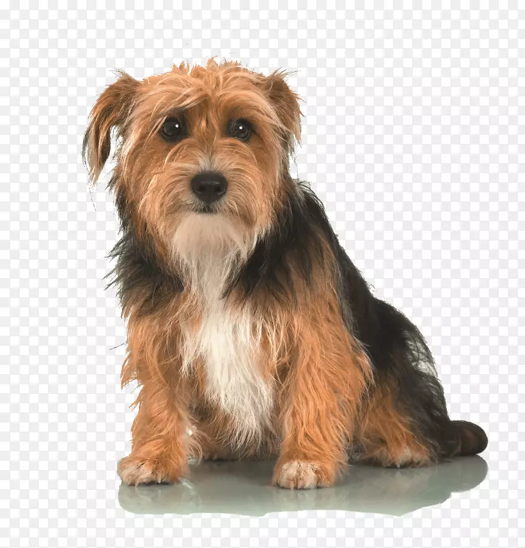 ŵά��Ȯ��Լ�˿���Ȯ���������Ȯ���ף�ŵ������Ȯ���Ĵ�����˿ë��Ȯ-С��-������