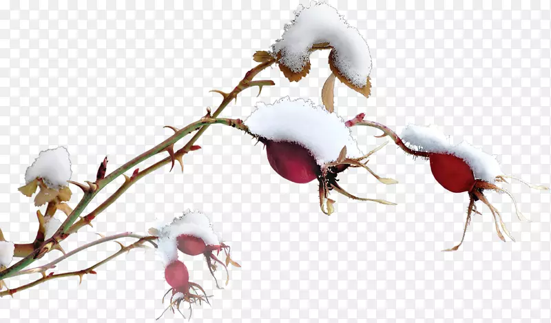 ��ѿֲ�ﾥ����ֲ�ﻨ��-������