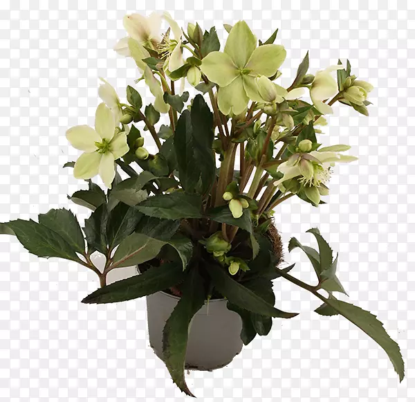 ��������л����軨��-������