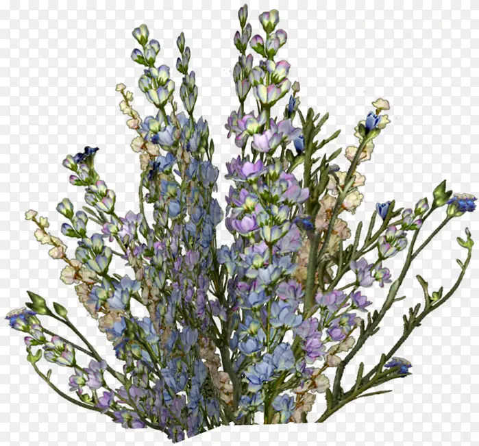 Ӣ��޹�²ݻ滭������-������