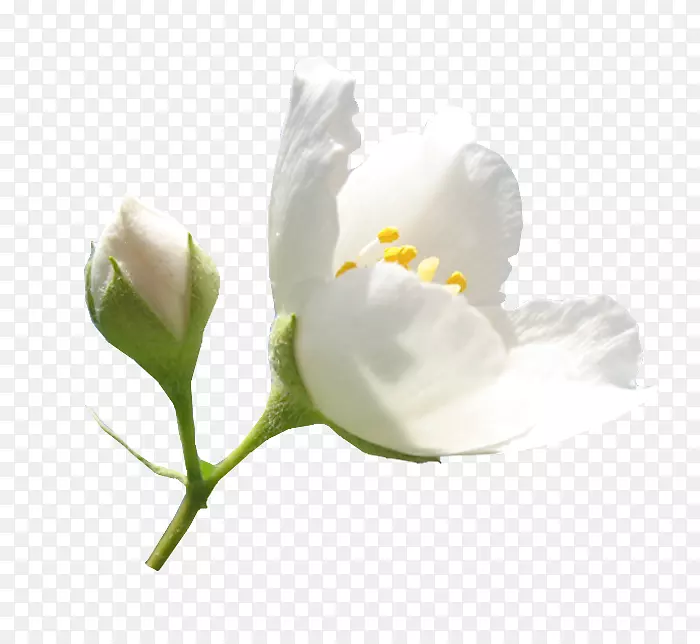 �л���ѿ��ֲ�ﾥ��֦����-������