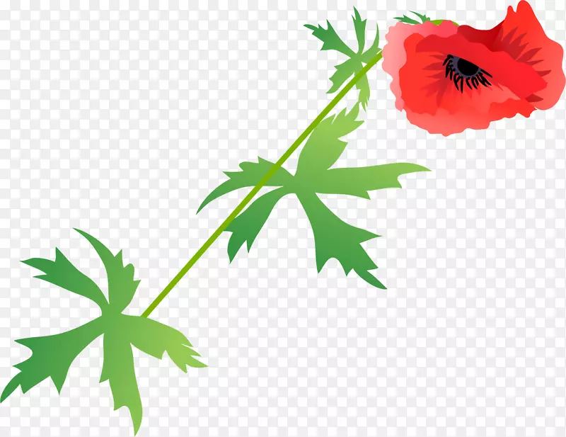 ����Ҷֲ�ﾥ����ֲ��Ҷ-������