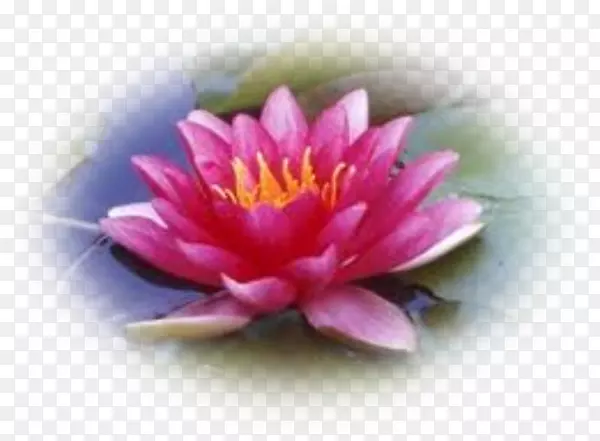 ˯��ˮ�ٺ�ˮ��ֲ������������-ˮ�ٺ�-������