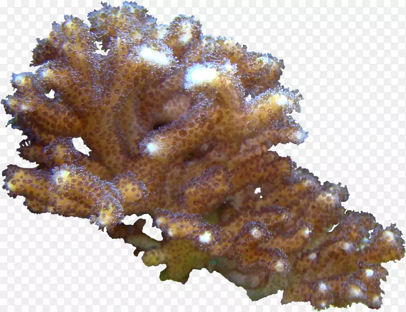 ɺ����ҳ���ͼ�����-������