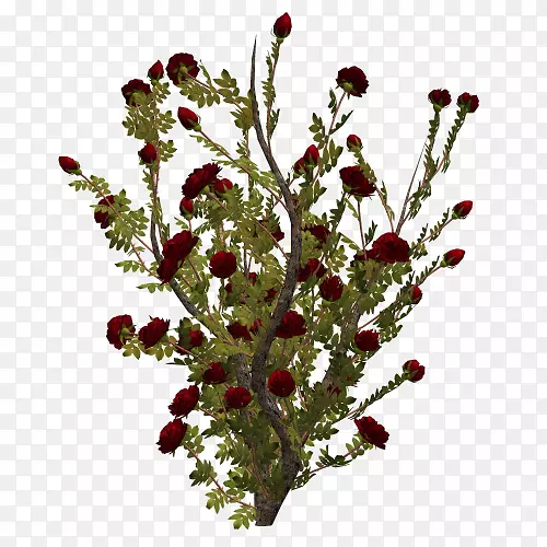 �л�����ֲ��-������