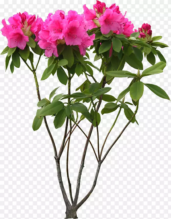 �л��軨-������