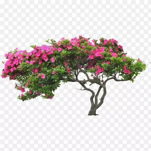 ��ľ����-������