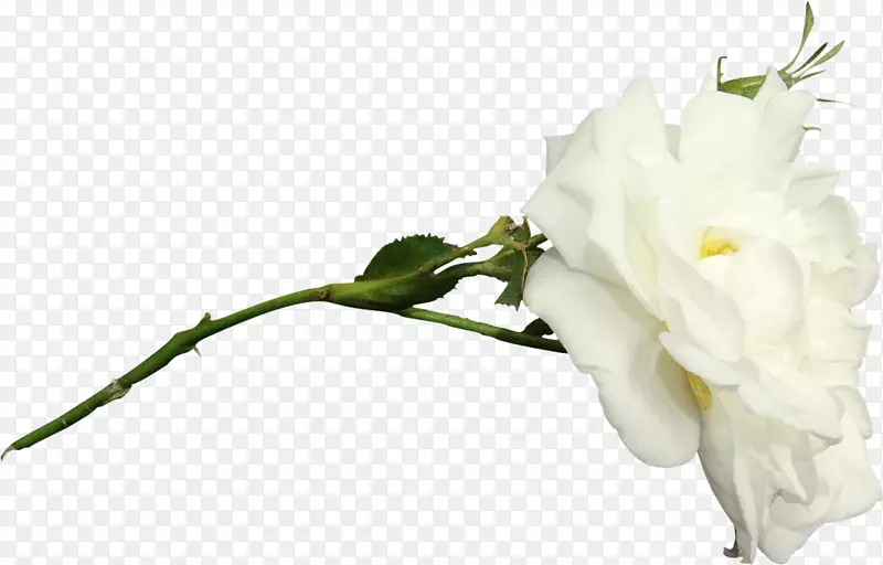 �л����껨��-������