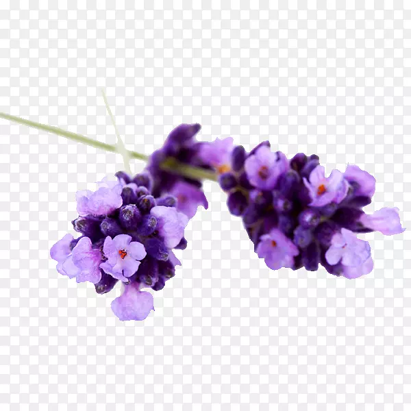 Ӣ��޹�²ݾ���޹�²���-������