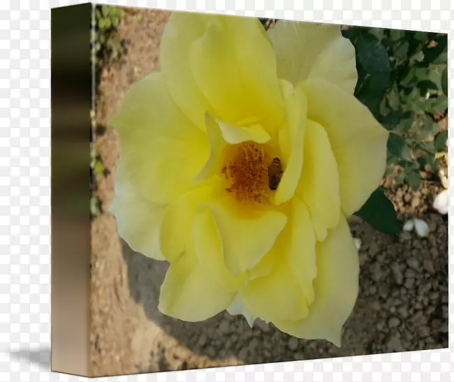 ����-������