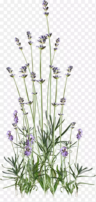 Ӣ��޹�²��Ϻ�ɫ����-��-������