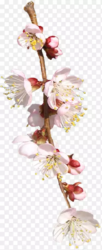 �л�������ƴ���ֲ�ﾥ��-������