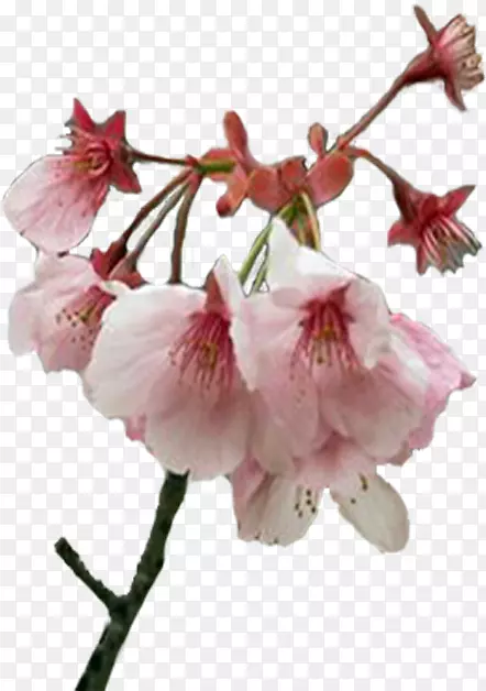 ����ӣ��ֲ�ﾥѿ-��-������