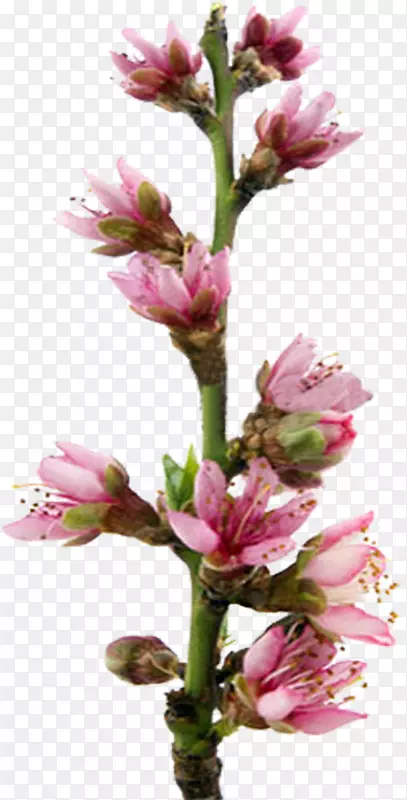 ������Ӱ-������