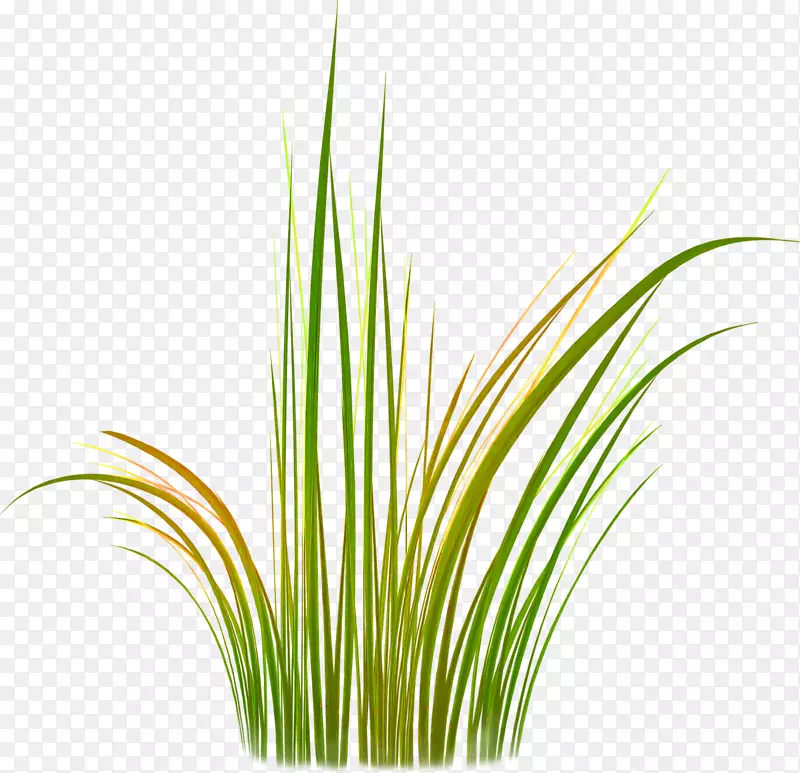 ��ݣ�����ݣ����ʲݣ���ݣ�ֲ�ﾥ-Ҷ-������