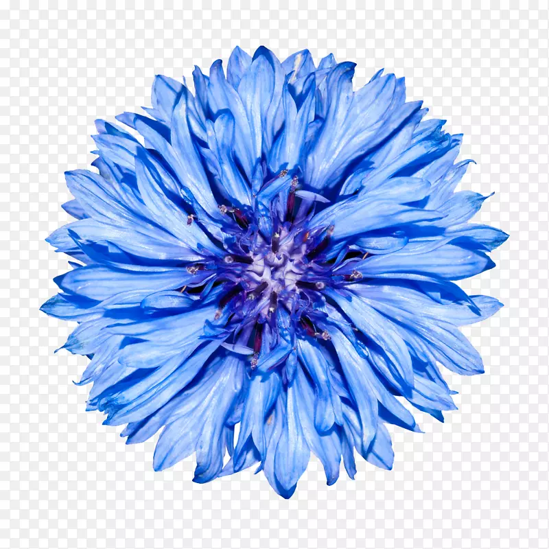 ���׻���ɫ��Ӱ-������