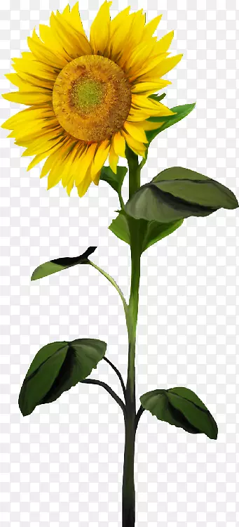 ��ͨ���տ�������-���տ���-������