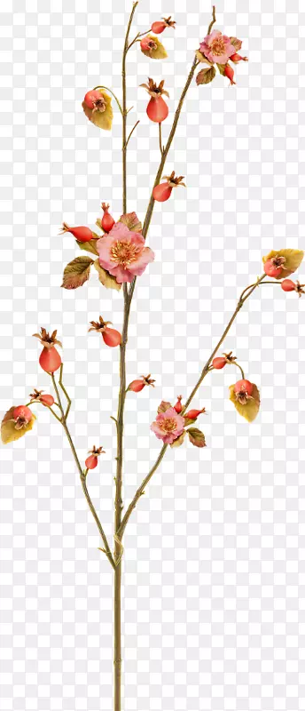 ��Ҷѿ�л�ֲ�ﾥҶ-������