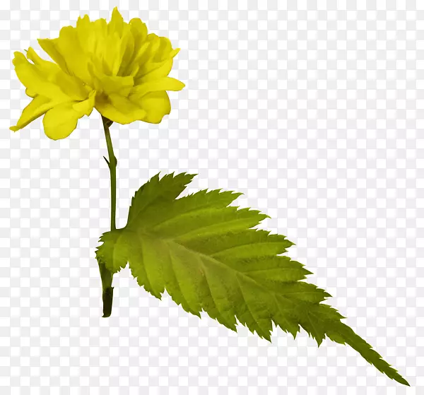 ����ѹ�����ݼ����ͼ��-������