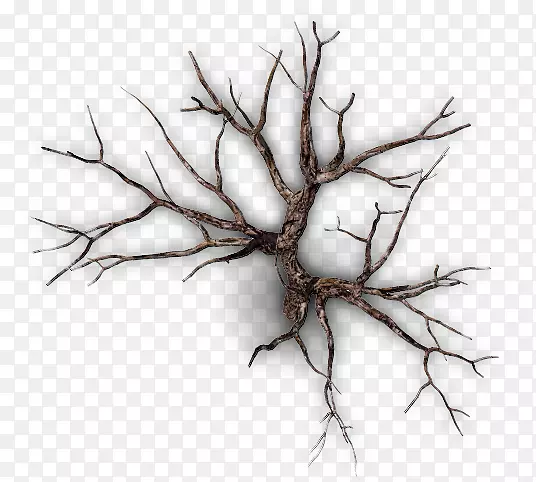 ��֦����֦-������