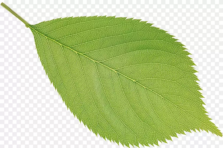 Ҷ��-Ҷ-������