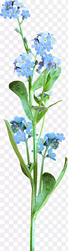 ��Ы�Ӳݼ�����-��-������