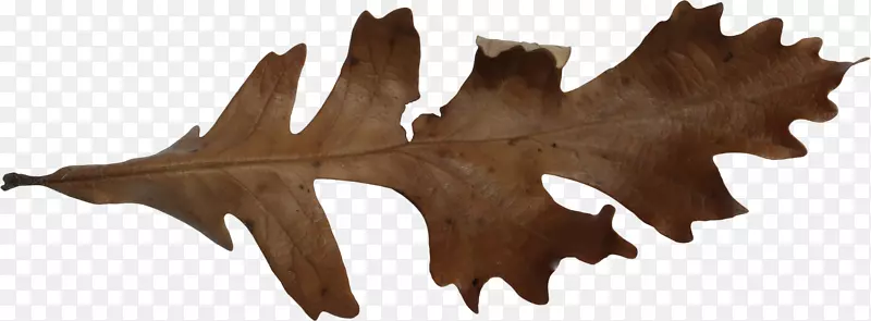 ��Ҷ����-������