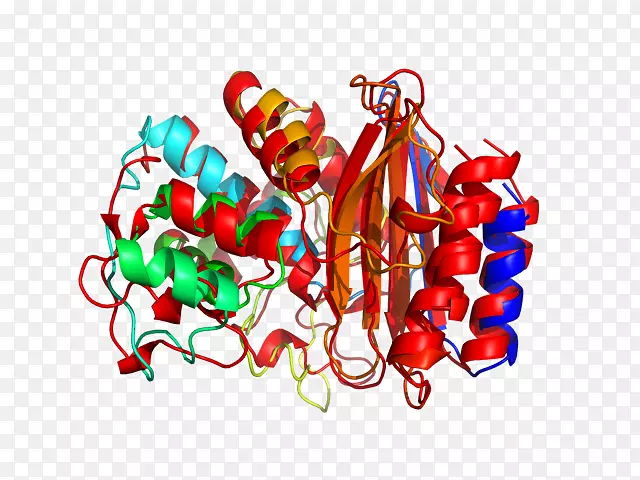 ʳ������-������