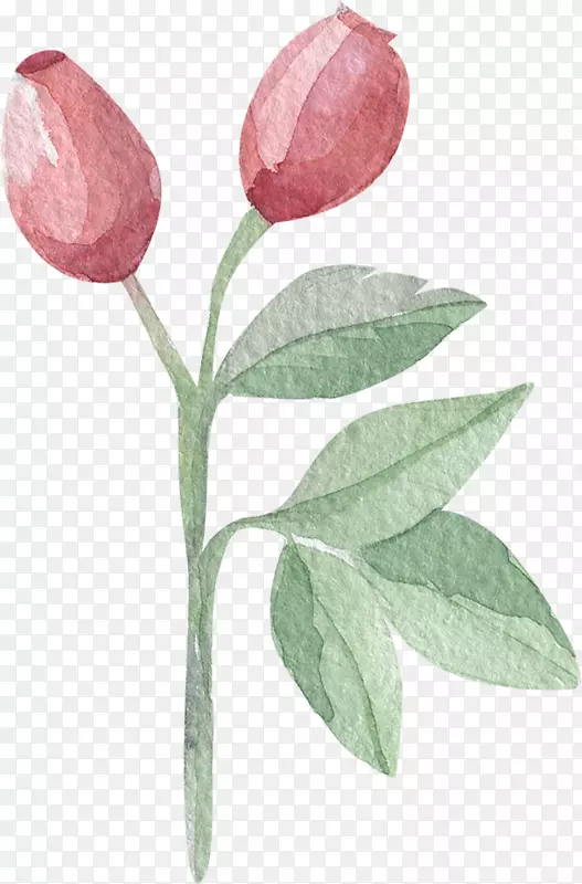 ������ˮ�ʻ�Ҷ-������-������