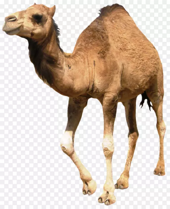 ����ˮţҰ������½���������-������