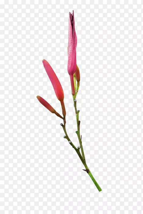 С֦ѿֲ�ﾥ��쿪��ֲ��-ֲ��-������