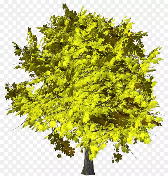 ��֦��ľ����-������