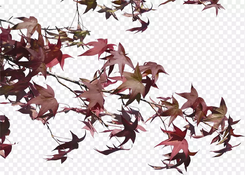 ��֦�ṹ-��-������