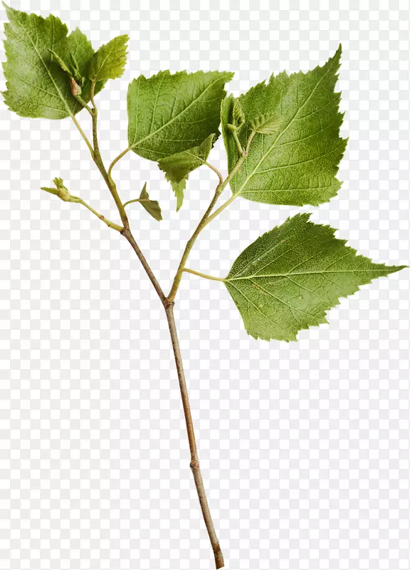 ��ֽ֦����ͼƬ-��-������