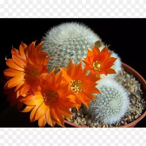 �����ƿ��׹�����ֲ��-������