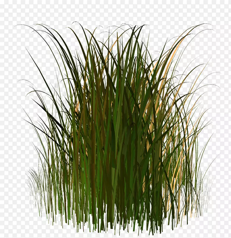 ֲ�ﾥ��ƺ-������