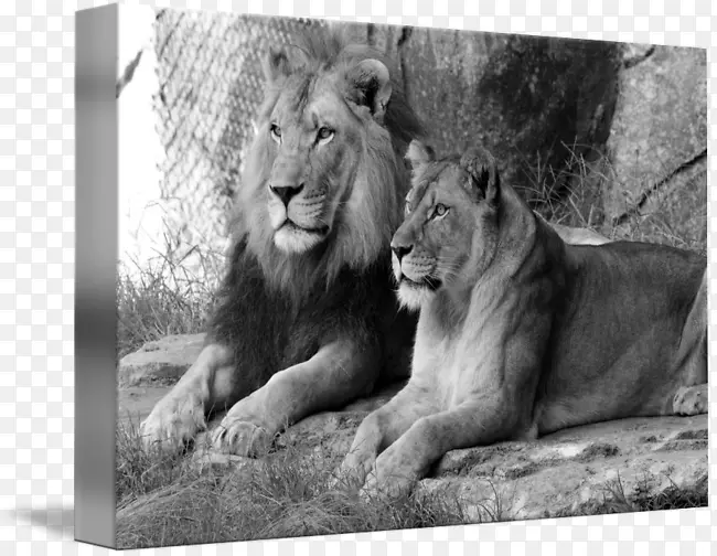 ����è����½������Ұ������è-������