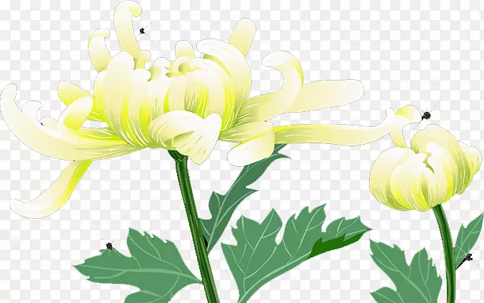 ��������л��ջ���ɫֲ�ﾥ-�ջ�-������