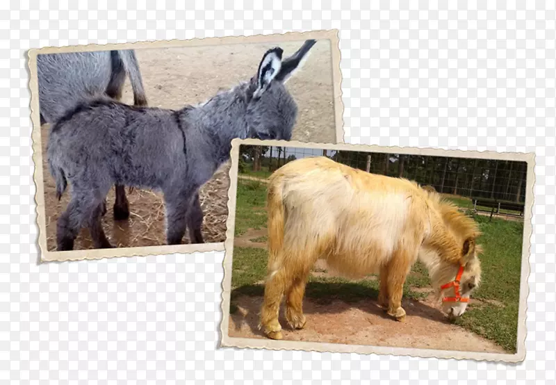 ɽ�����¿Ұ������-ɽ��-������