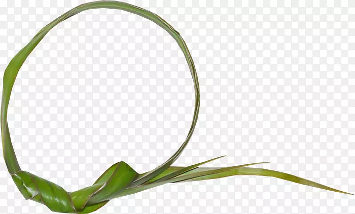 Ҷ�ݣ�ֲ�ﾥ����-Ҷ-������