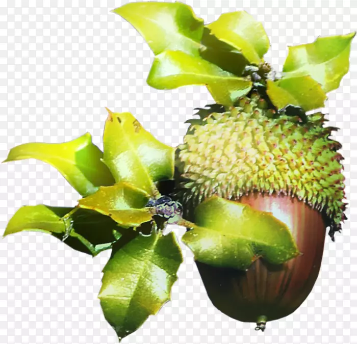 ��������ɭ�ּ�����-����-������