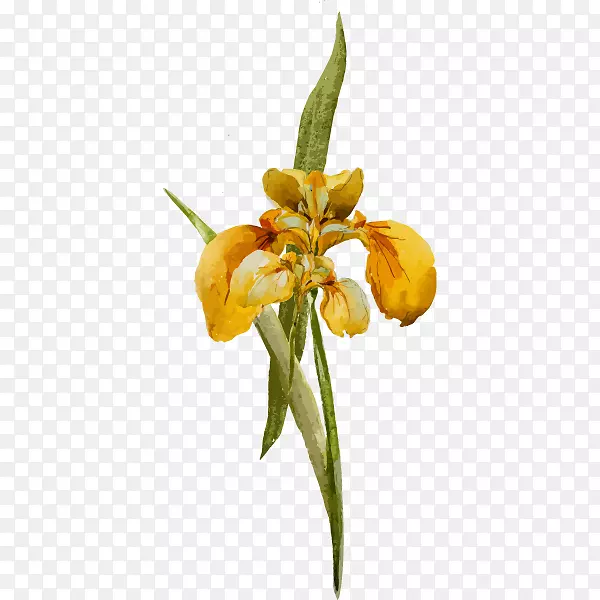 Ұ�������⻨�ܻ���֪ʶ�о�-������