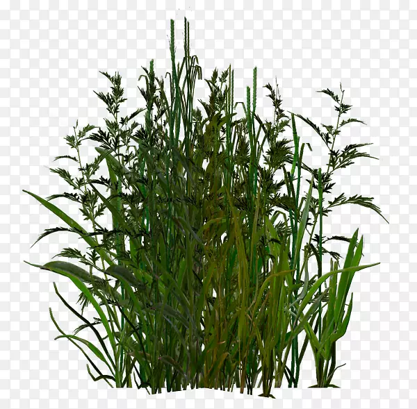 ��ľֲ�����β��-������