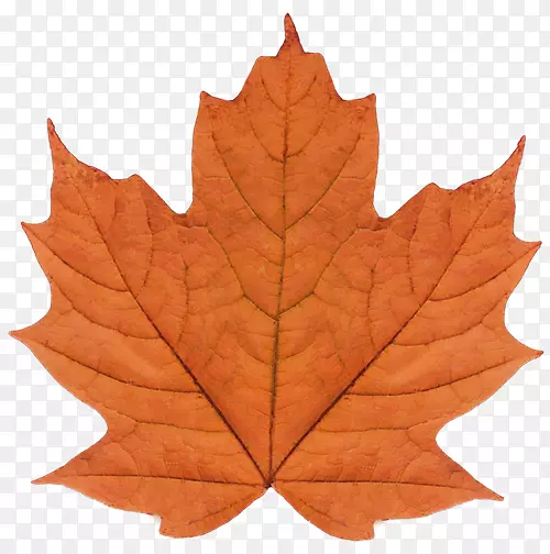 ��Ҷˮ�ʻ�����-������