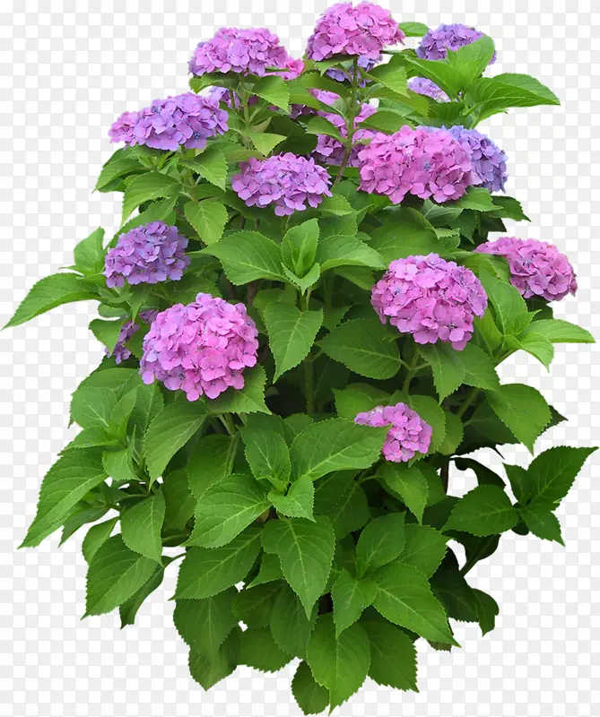 ��ֲ���ľ-��-������