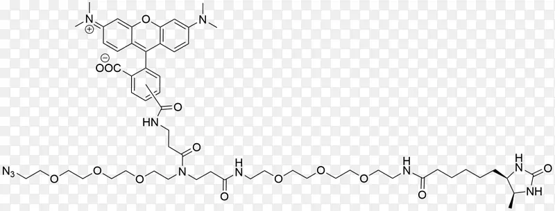 ������������ѧӫ�����-������