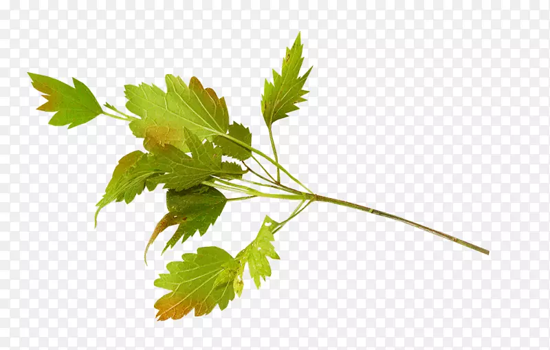 ��ˮ��������-������