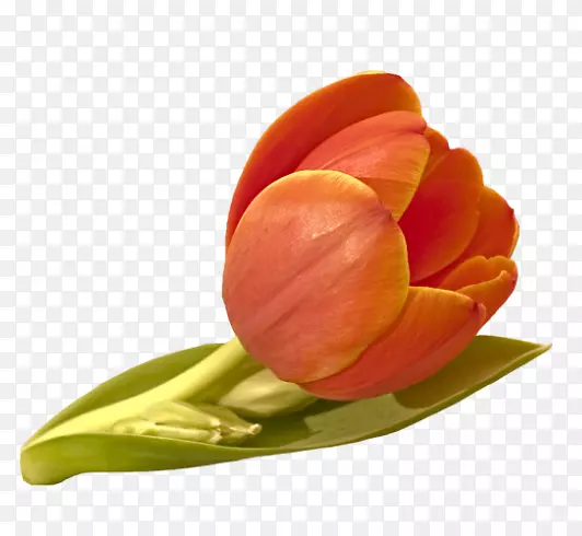 �����㻨�Ȼ�������-������