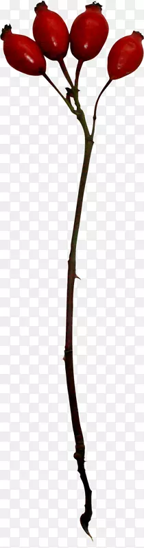 ������6��28�ռ���������ֲ����֦-������