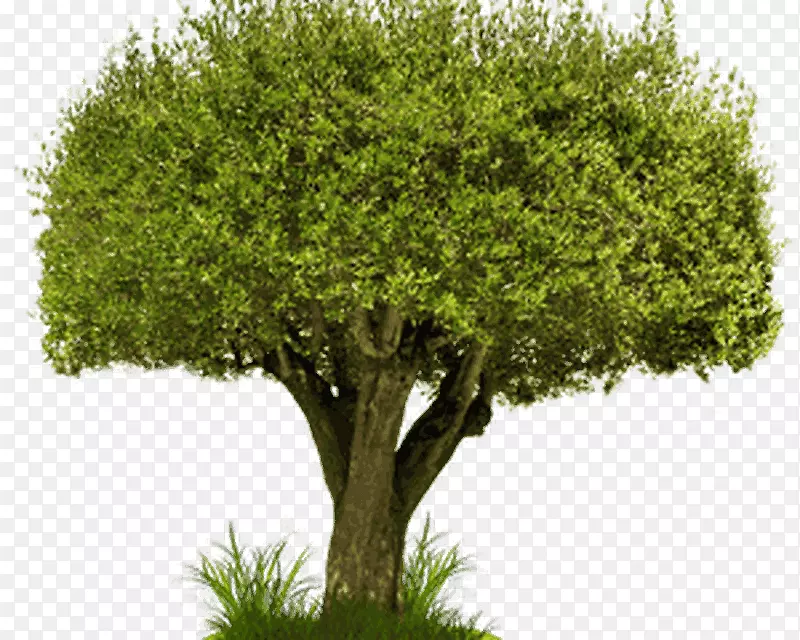 ��ҵ��֯����ʷ֪ʶ��ѧ��ʹ-������